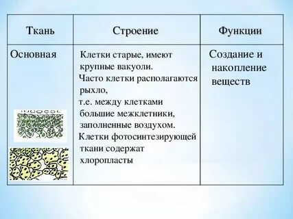 Какие черты характерны для клеток фотосинтезирующей ткани