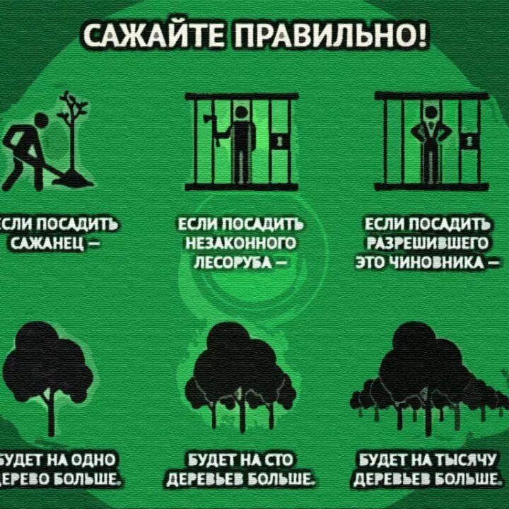 Как правильно сеяте или сеете. Сажайте правильно. Чиновников сажают. Посади дерево посади чиновника. Посадка деревьев карикатура.