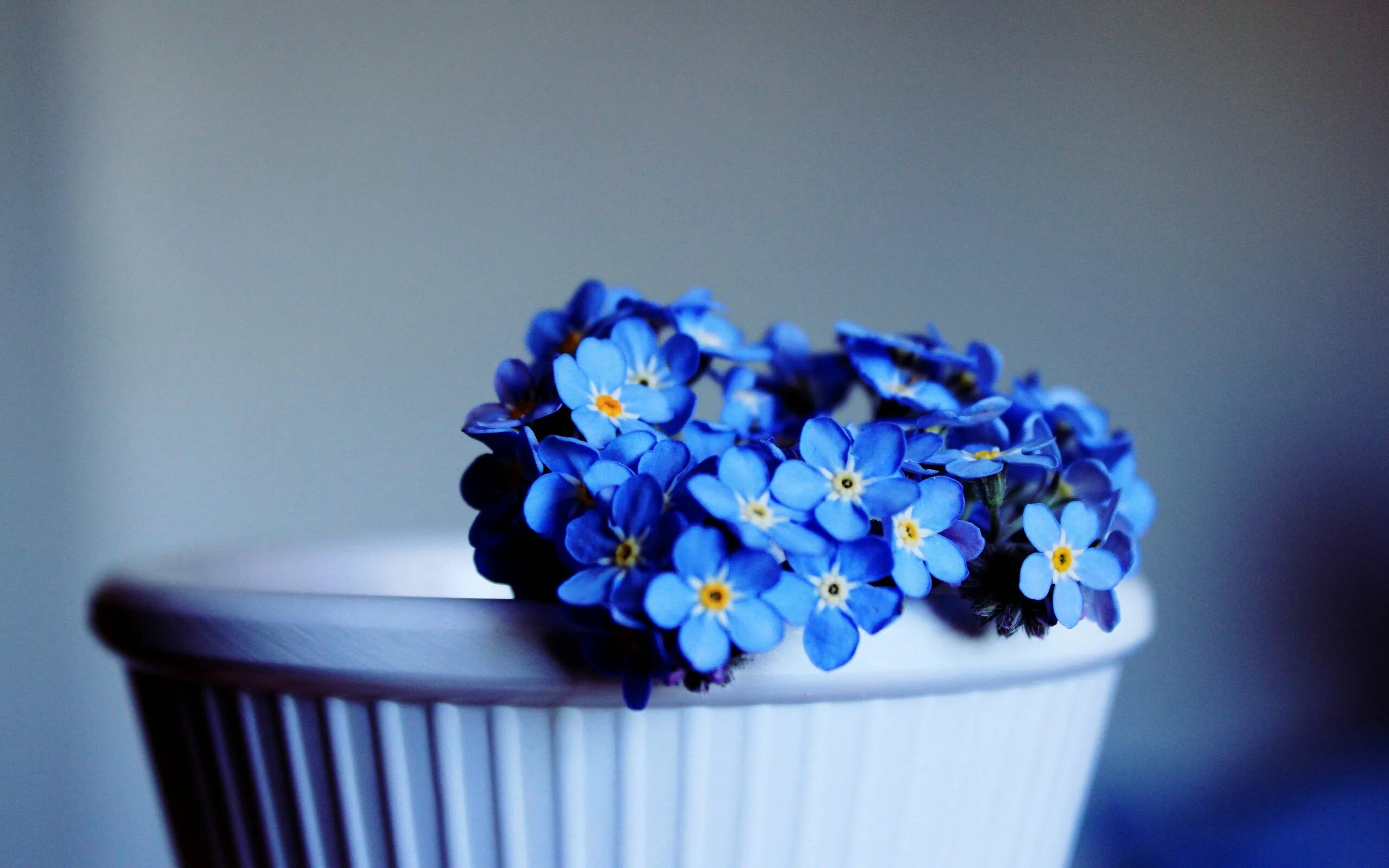 Синий день. Синие цветы. Маленькие цветочки. Цветы в голубых тонах. Синие цветы в горшке.