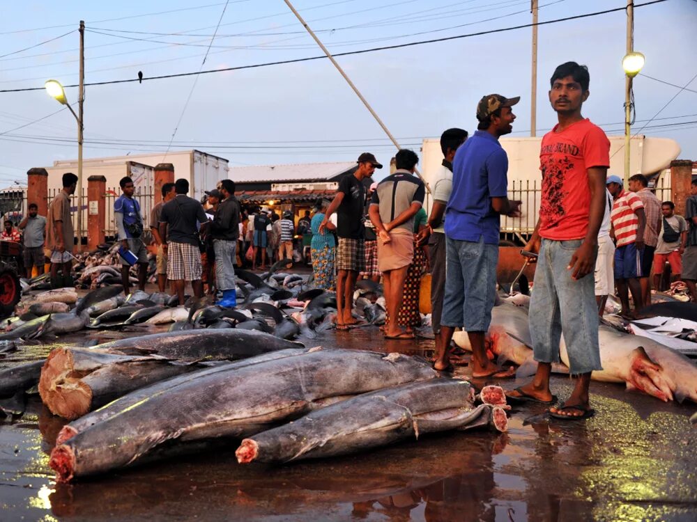 Пляж нью смирна бич акулы. Ремора рыба прилипала. Морские обитатели шри-ланке. Рифовые акулы шри ланка. Акулы на шри.
