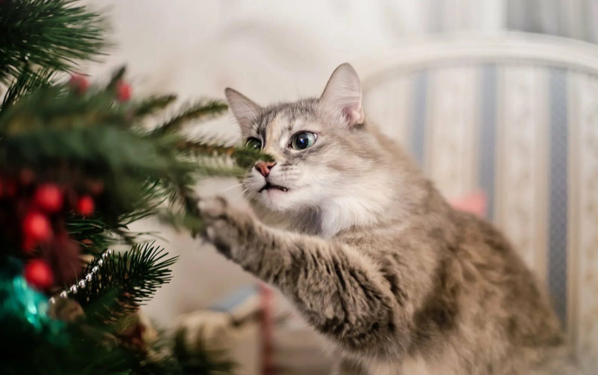 Кошечка последний. Кошка и елка. Кот и Новогодняя елка. Кот новый год. Коты и новогодние елки.