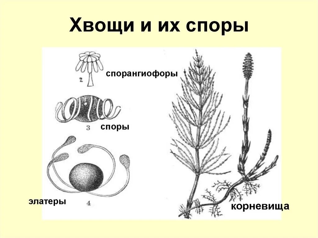 Хвощ спермий. Элатеры у хвощей. Споры хвоща элатеры. Споры хвоща полевого элатеры. Спорангиофоры хвощей.