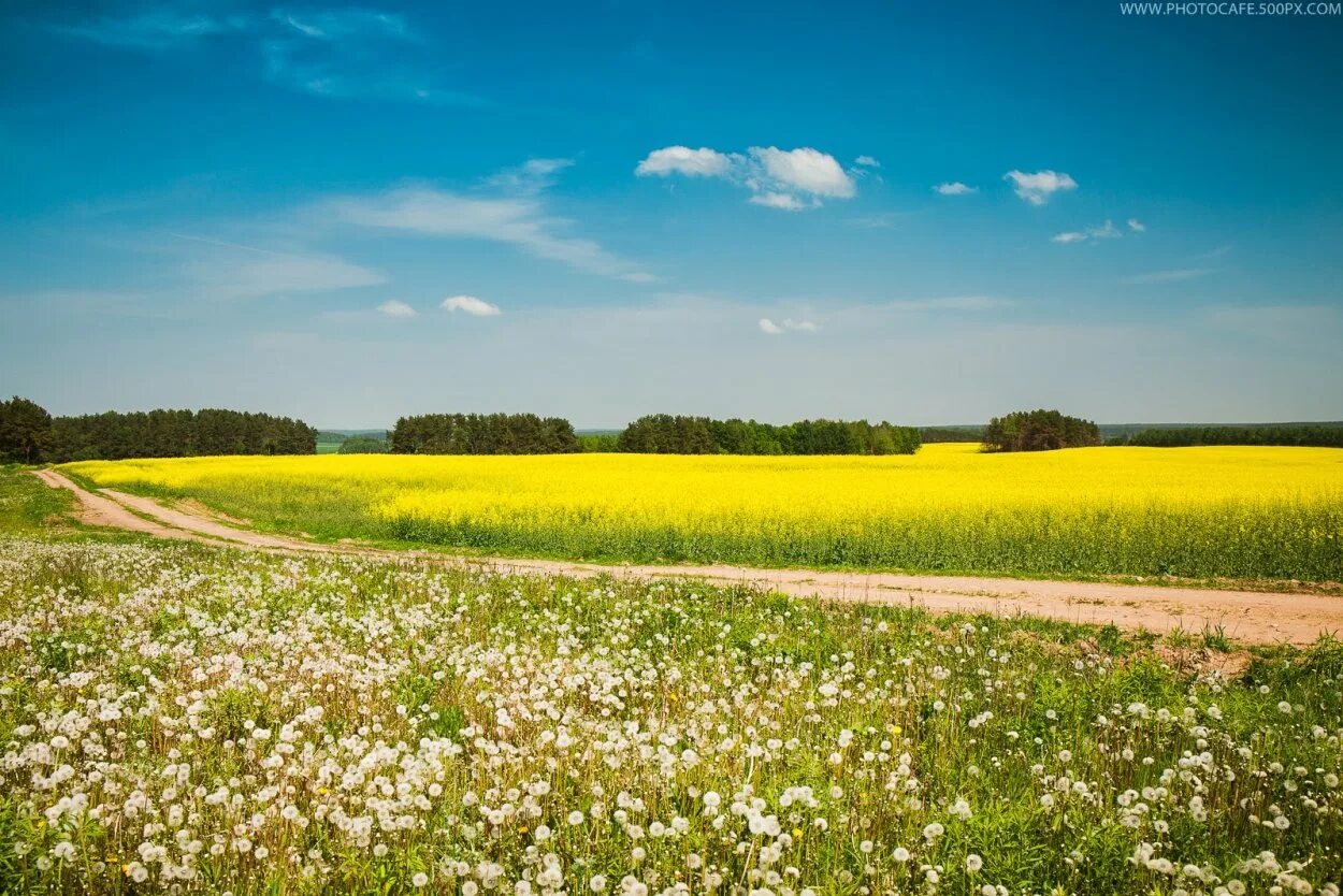 Красивый луг. Полесье природа беларусь. Летом в поле. Хлебные поля башкортостана. Лето деревня луг.