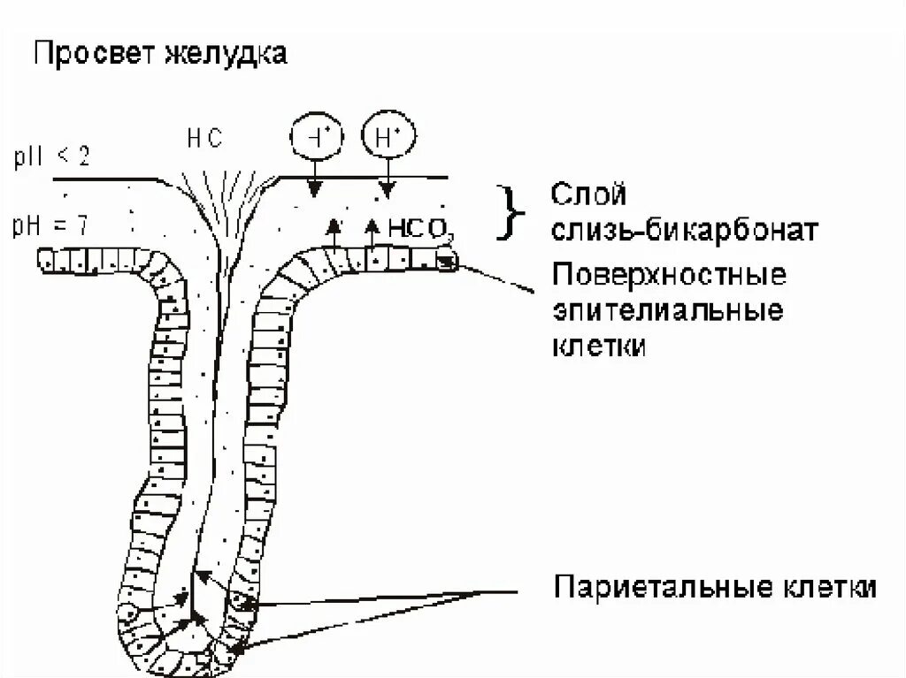 Механизм секреции слизи желудка. Секреторные клетки слизистой желудка. Слизисто-бикарбонатный барьер желудка. Бикарбонатный слой желудка. Слизь строение