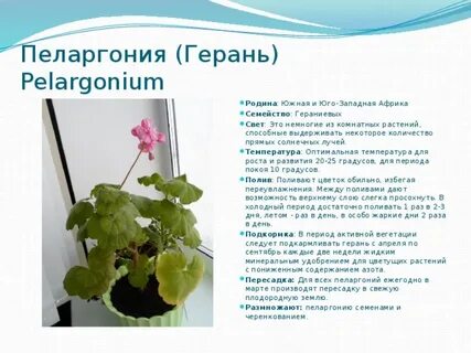 Происхождение герани
