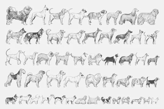 Pin on Photography Irish dog breeds, Dog breeds, Collie