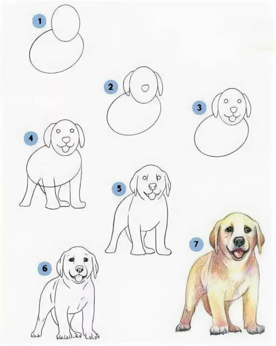 Как рисовать собачку для детей поэтапно. Схема рисования собаки для дошкольников. Поэтапноное рисование собаки. Поэтапное рисование собаки для детей. Рисуем собаку с детьми