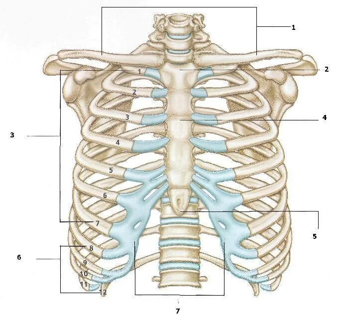 Между 6 и 7 ребром. Анатомия скелет грудной клетки ребра Грудина. Анатомия ребер грудной клетки. Анатомия хрящей грудной клетки. Грудная клетка с ребрами и грудиной.
