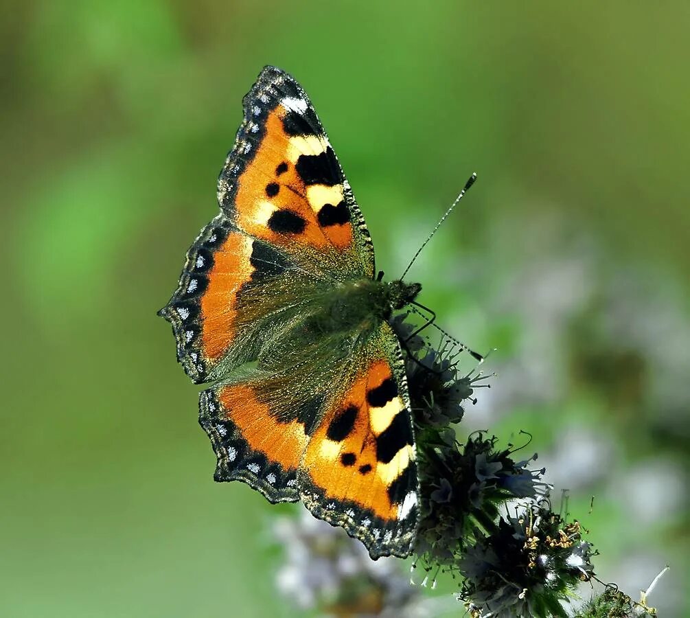 Крапивница бабочка фотографии. Aglais urticae. Крапивница Aglais urticae. Гусеница шоколадницы бабочка Шоколадница. Гусеница бабочки шоколадницы.