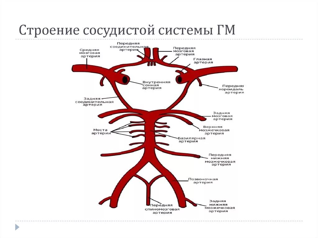 Кровоснабжение головного мозга анатомия. Кровоснабжение головного и спинного мозга Виллизиев круг. Кровоснабжение сосудистого сплетения головного мозга. Артерии головного мозга схема.