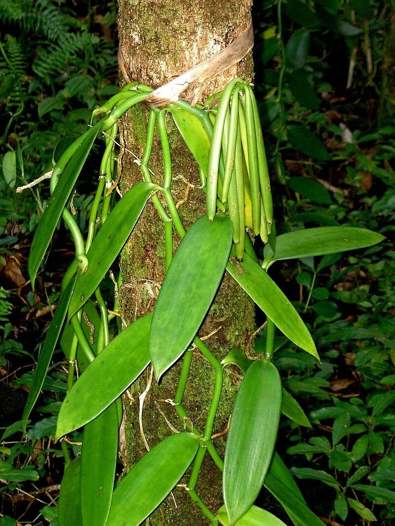 Vanilla planifolia. Ванили плосколистной (Vanilla planifolia). Орхидеи Vanilla planifolia. Vanilla plants