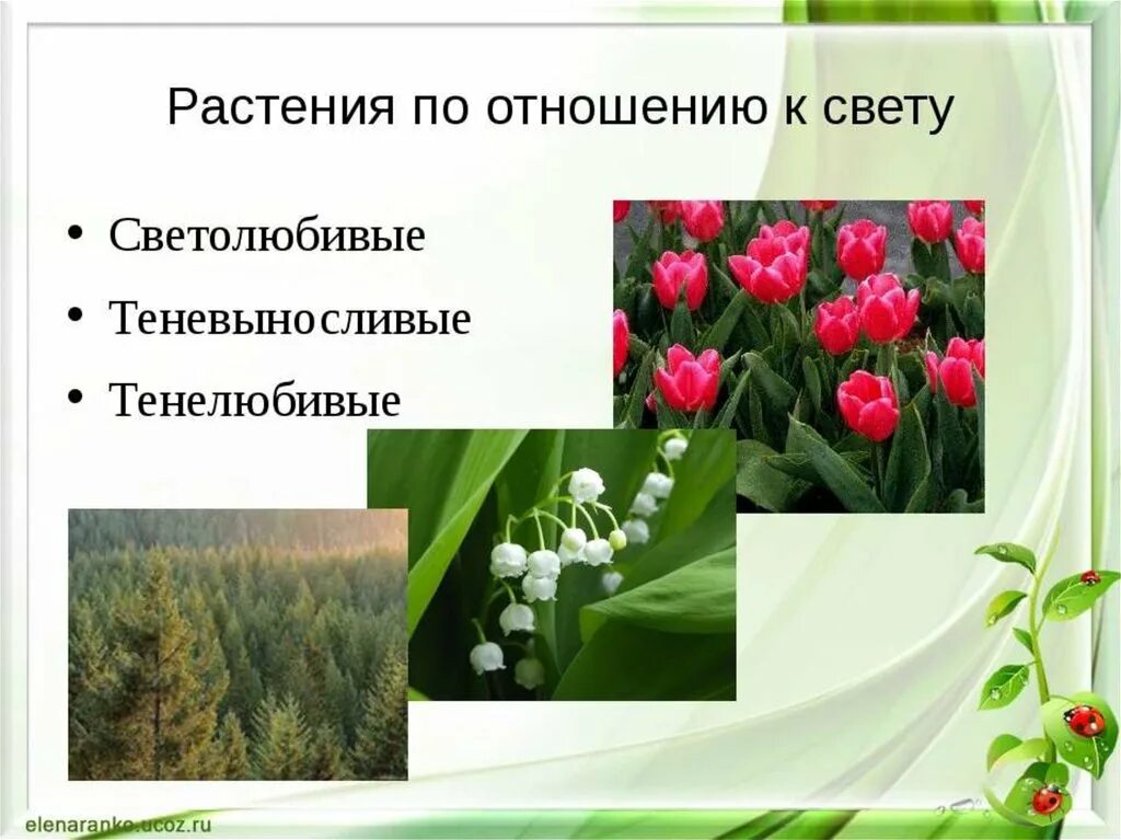 Плаун светолюбивое или тенелюбивое. Светолюбивые тенелюбивые теневыносливые. Светолюбивые тенелюбивые теневыносливые гелиофиты. Растения светло любивы Тено выносливые. Свето любивые и теновынослевые растения.