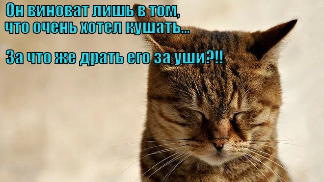 А виноват ты в том что хочется мне кушать. Басня волк и ягненок текст. Волк и ягнёнок басня. Ты виноват лишь тем что хочется мне кушать басня. У сильного всегда бессильный виноват.