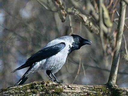 Птица ворон и птица ворона