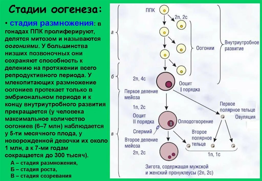 Б образуются направительные клетки. Стадии созревания яйцеклетки схема. Стадия размножения оогенез. Оогенез набор хромосом. Этапы созревания яйцеклетки анатомия.