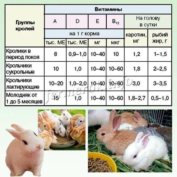 Таблица возраста кролика. Корм для кроликов по возрастам. Возраст кроликов. Витамины для кроликов.