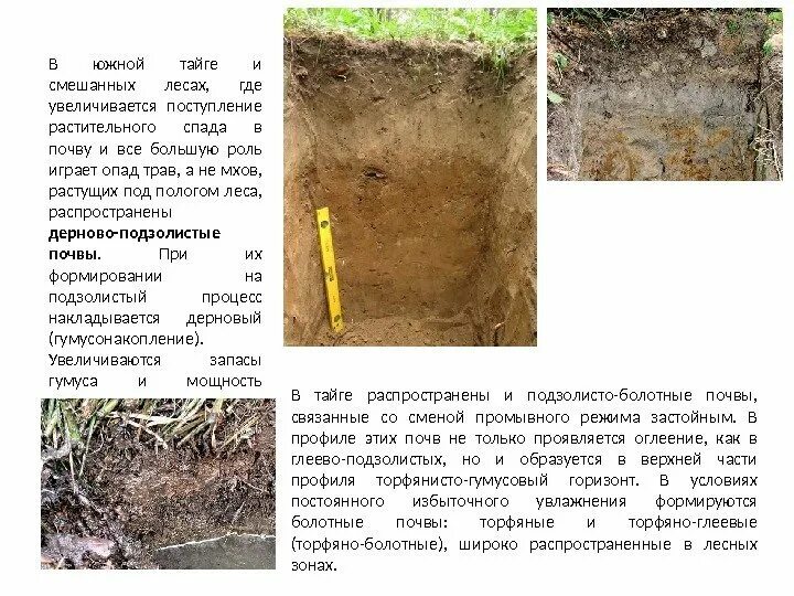 Почему растения плохо растут на заболоченных почвах