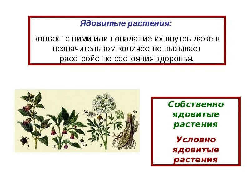 Ядовитые растения. Ядовитые растения доклад. Ядовитые дикорастущие растения. Растительные яды. Ядовитые и неядовитые растения.