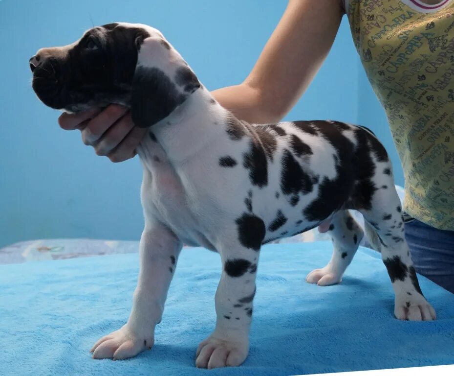 авито щенок дога. немецкий дог собака щенок. авито щенок дога. мраморный дог щенки королевский щенки. королевский дог.