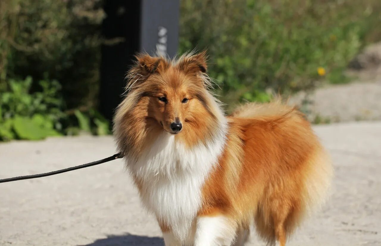 Шелти. Шелти голден гриффин. Шелти золотистый. Стрижка шелти. Сибфорум шелти.