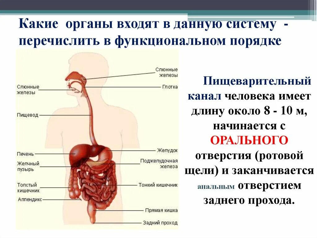 В состав какой системы входит пищевод