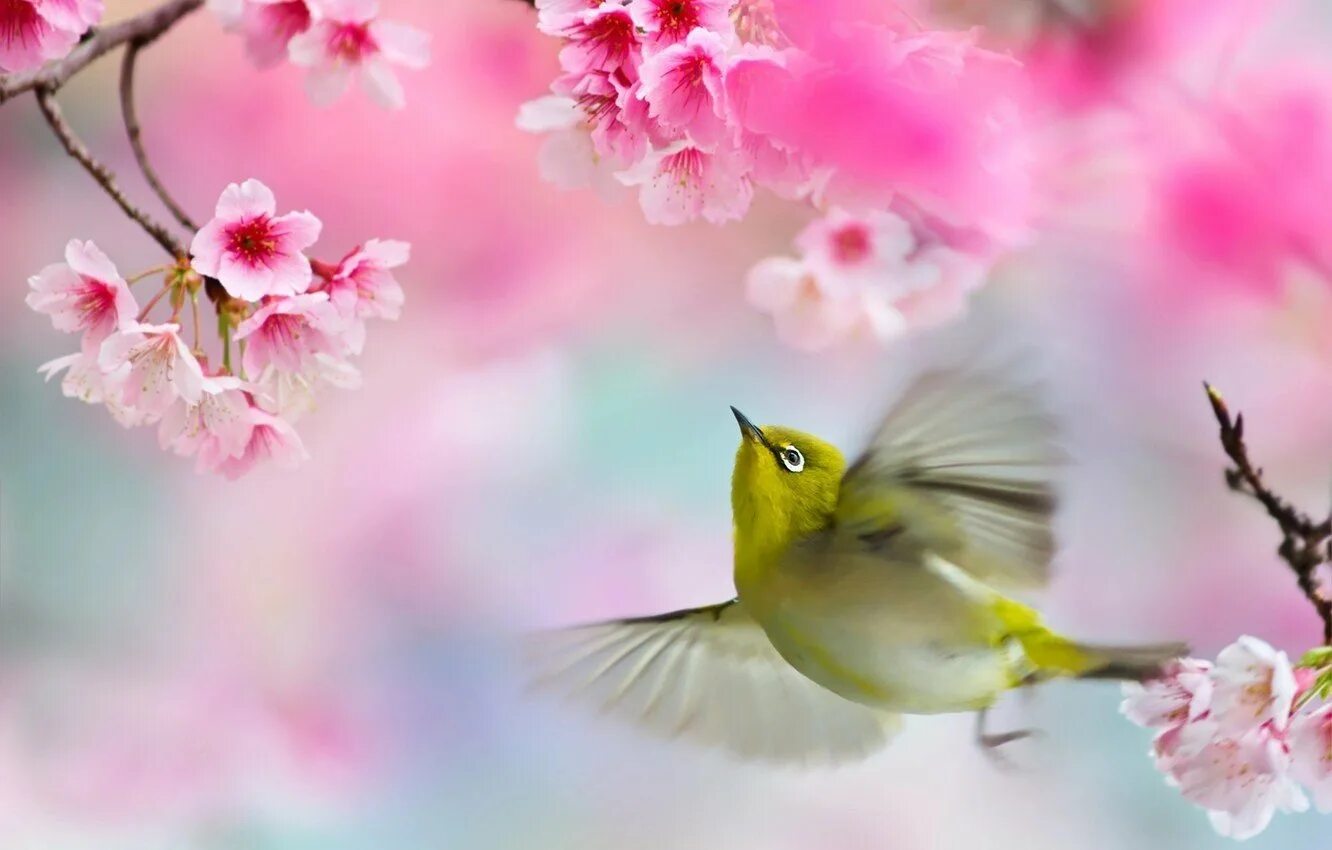 Весенние птички. Птицы на Сакуре. Красивые птицы на цветах.