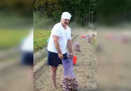 Лукашенко картошка