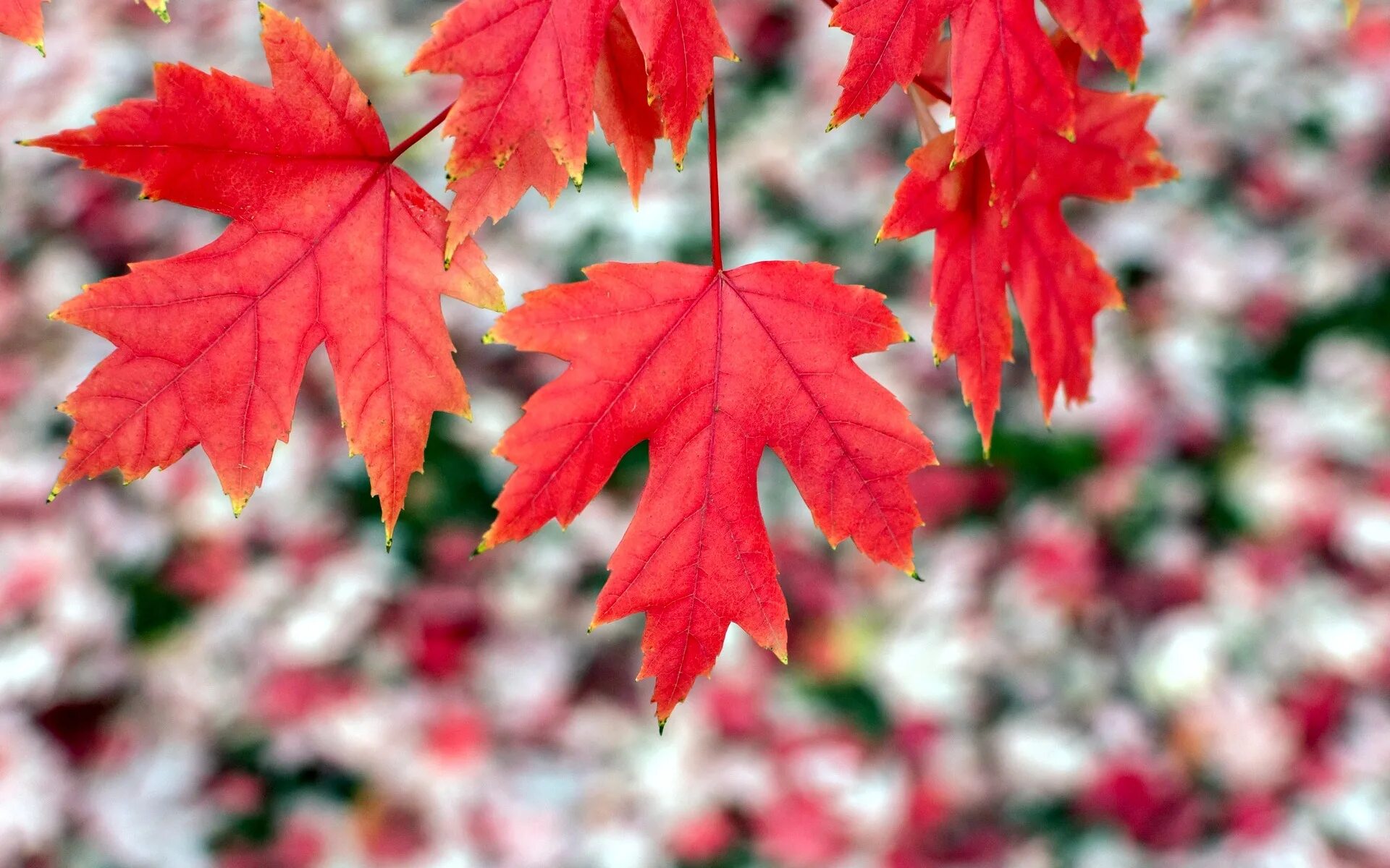 Maples (Explored) Red leaf plant, Red maple tree, Plants