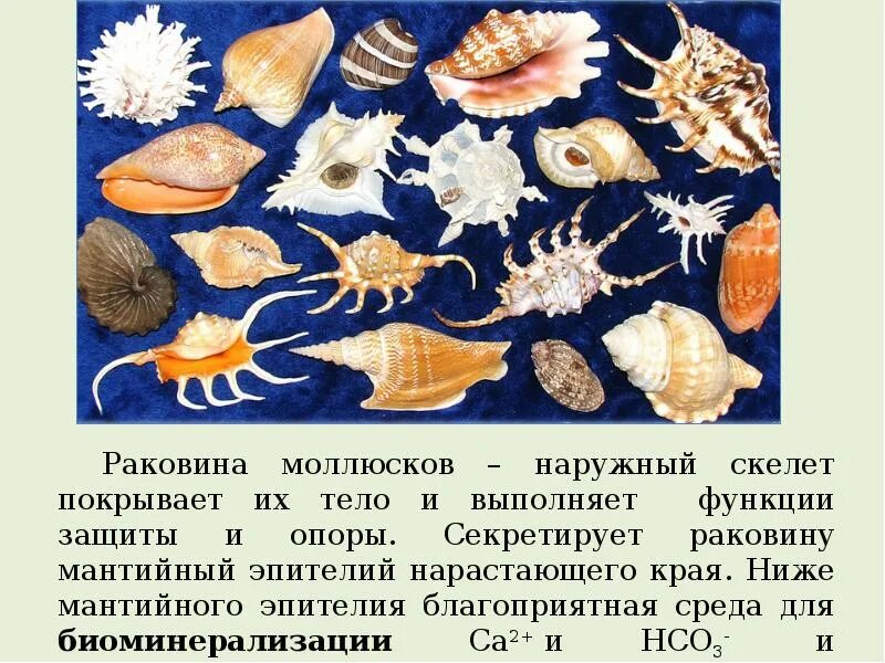 Наружный скелет моллюсков. Наружный скелет раковины моллюсков. У моллюсков есть наружный скелет. Внутренний скелет раковины моллюсков.