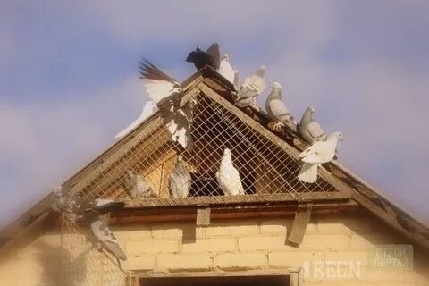 Голубятня на чердаке