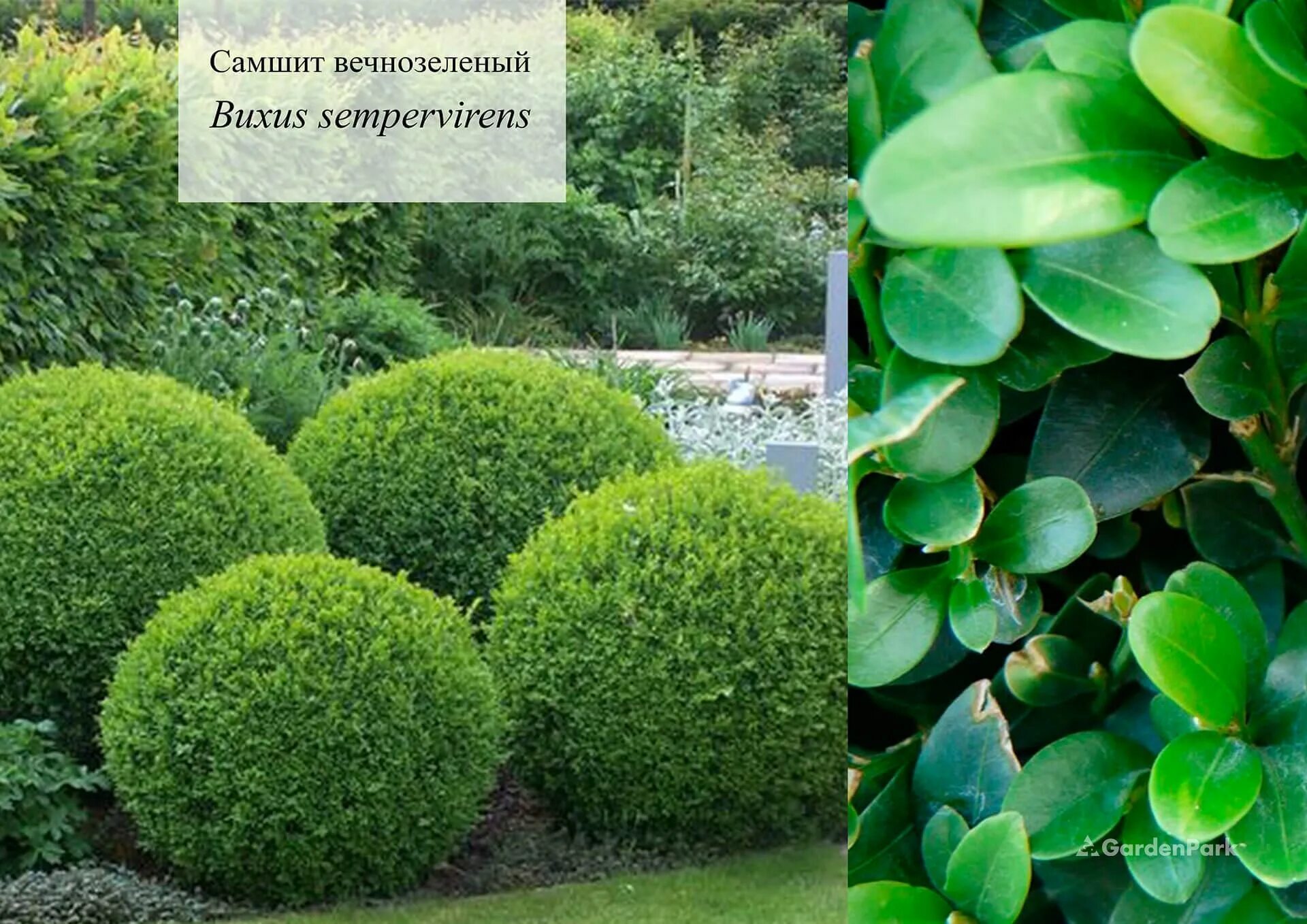 Вечнозеленый чагарник. Самшит вечнозелёный Buxus sempervirens в Краснодаре. Buxus sempervirens arborescens с3 30-40 cm. Самшит вечнозеленый диаметр кроны.