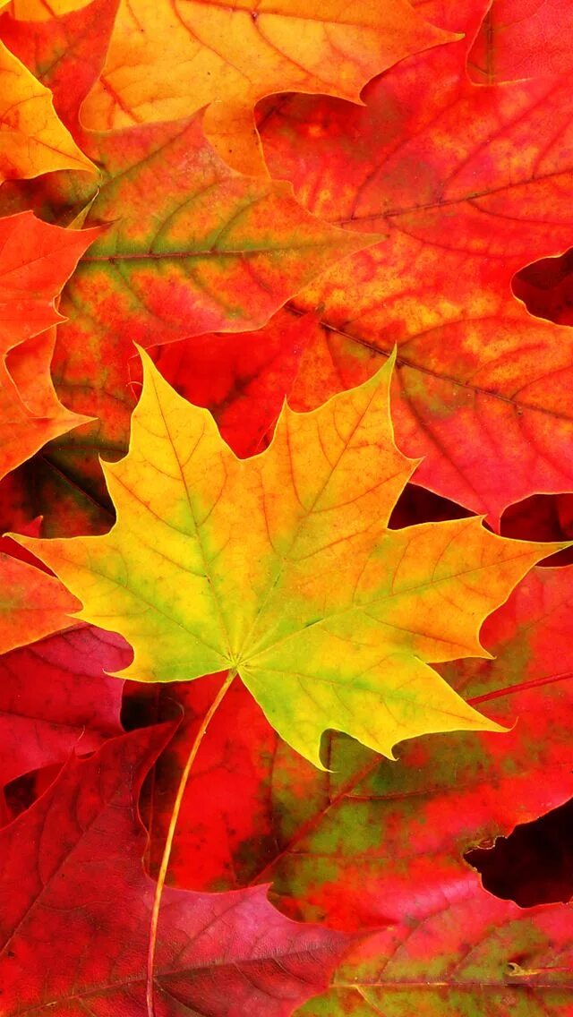 Fall five