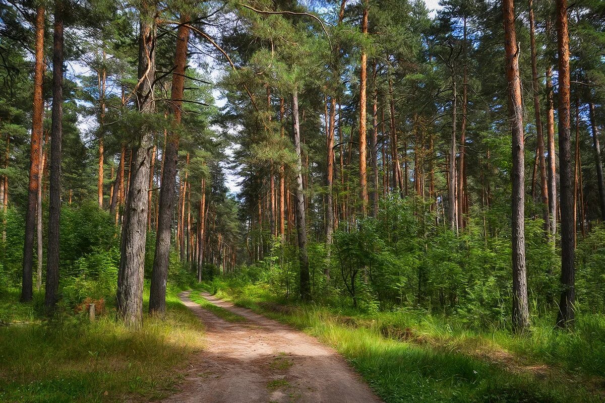 сосновый бор дорога. сосновый бор барнаул лес. река обь сосновый бор берег. сосно сосновый бор белоруссия. районы соснового бора.