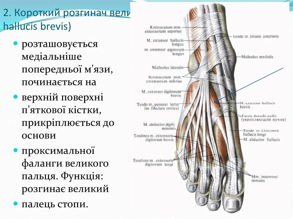Мышцы тыла короткий разгибатель пальцев. Межкостные мышцы стопы анатомия. Короткий разгибатель пальцев мышцы стопы. Короткий разгибатель пальцев. Верхний удерживатель сухожилий разгибателей стопы.