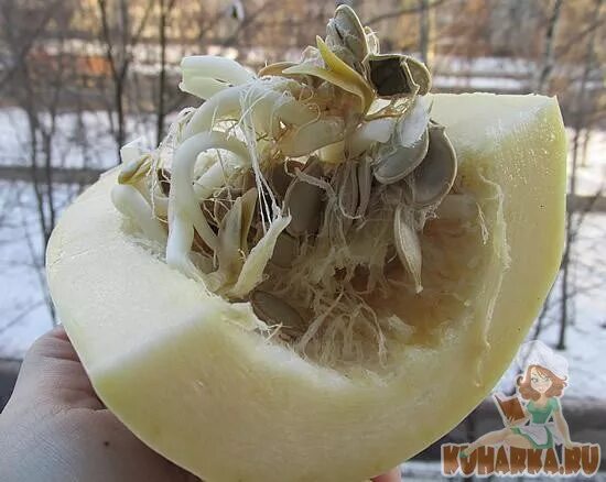 Прорастить кабачки. Росток черешни из косточки. Кабачок пророс внутри. Прорастание кабачка. Ростки фасоли.