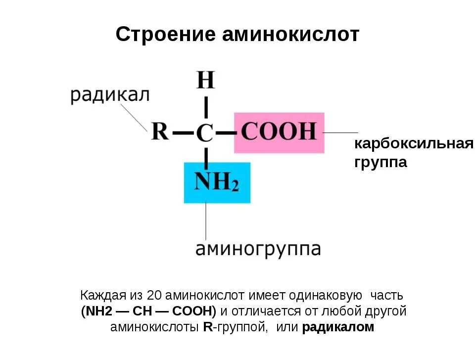 Общая структура Альфа аминокислот. Химическая формула молекулы аминокислоты. Общая формула и состав аминокислот. Строение Альфа аминокислот.