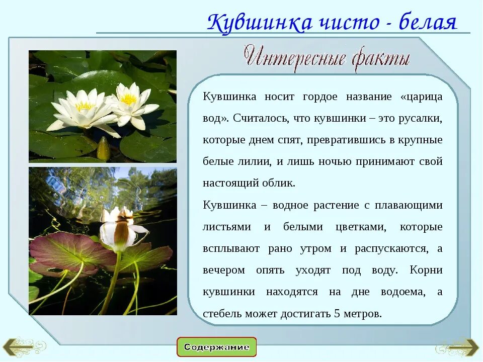 Кувшинка белоснежная красная книга. Растения пресных водоемов кувшинка белая. Растения пресных водоемов кувшинка белая. Кувшинка доклад. Кувшинка занесена в красную книгу.