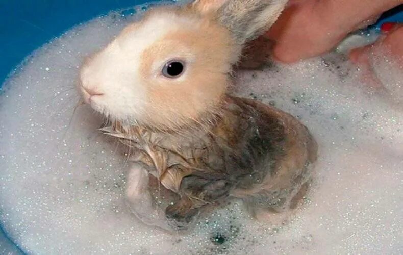 Можно ли мыть кролика декоративного. Кролик купается. Зайчик моется. Купание кролика декоративного.