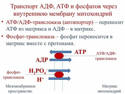 Атф фосфор