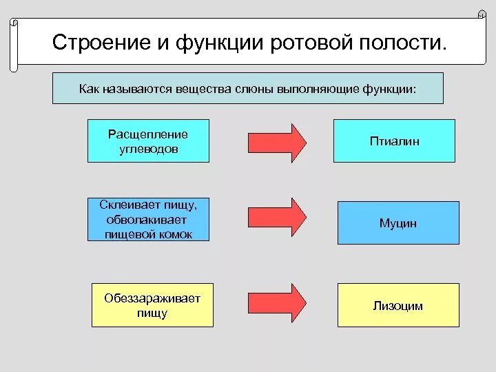 Какие функции ротовой полости. Функции ротовой полости. Хункцые ротовой полости. Функция ротовой полост. Функция полостей.