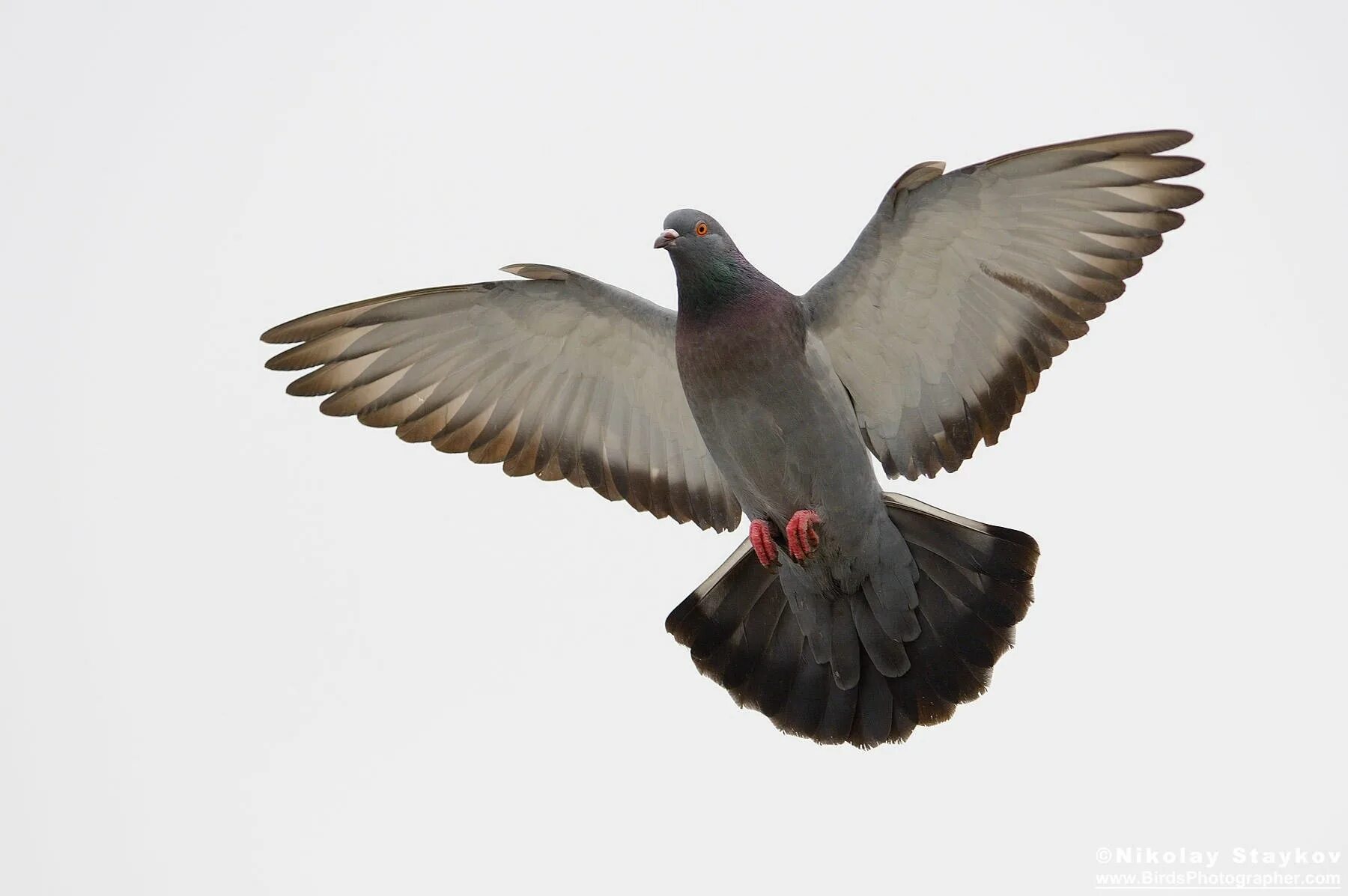 Fly pigeon