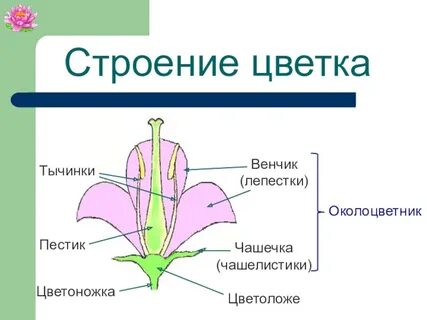 Что такое чашечка