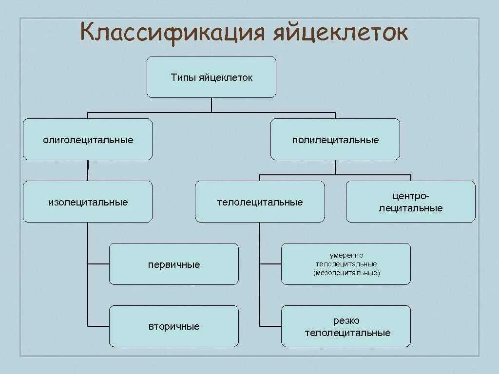 Картинки КАКИЕ СУЩЕСТВУЮТ ТИПЫ ЯЙЦЕКЛЕТОК