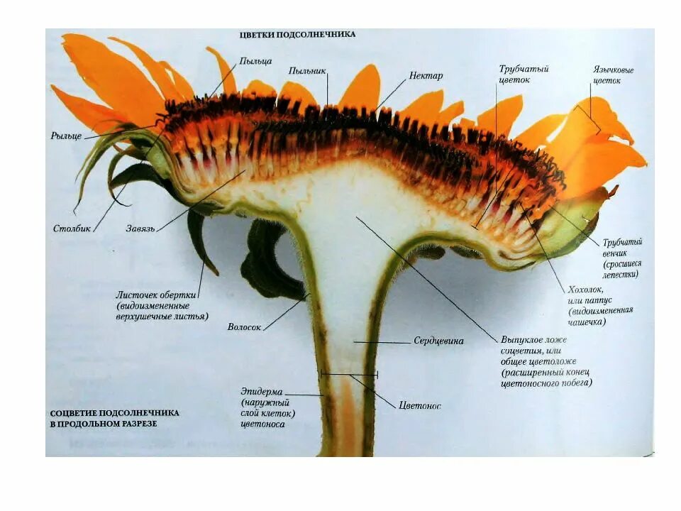 Трубчатый тип цветка. Строение соцветия подсолнечника. Продольный разрез трубчатого цветка подсолнечника. Подсолнух строение растения. Строение цветка подсолнечника.