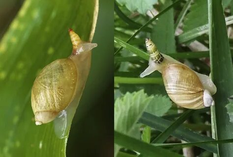 Nombreux sont ceux qui connaissent Leucochloridium paradoxum et ses sacs de...