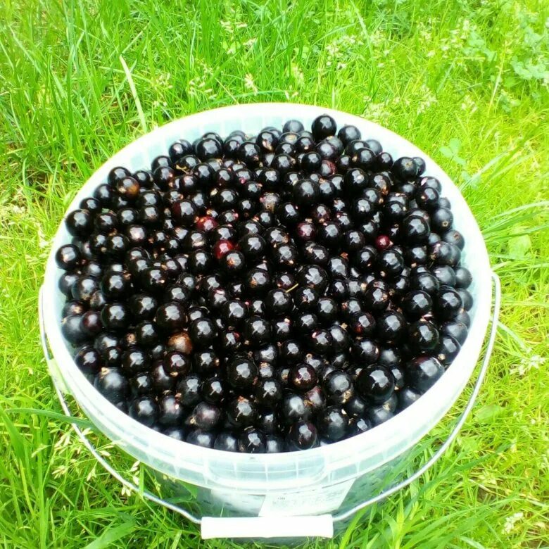 Черная смородина в ведре. Черная смородина садовая. Черная смородина в ведре. Смородина удобрения схема. Сколько брать смородины для.