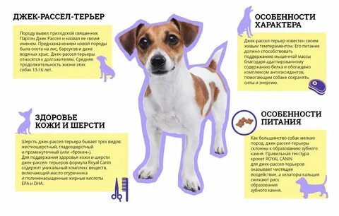 Сколько можно иметь собак