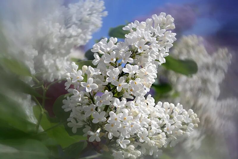 Белая сирень цветы. Сирень белая кустовая. Сирень белая Уланова. Сирень белого цвета. Лучшая белая сирень