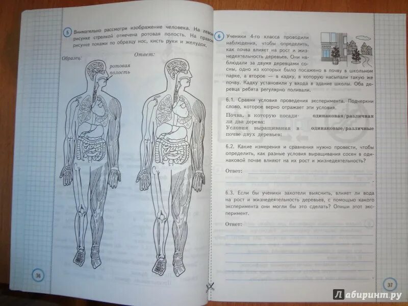 Впр хорошо весной кругом все зелено каждая. Типовые задания по окружающему миру. ВПР по окружающему задания. Типовое ВПР по окружающему миру. ВПР 10 вариантов Волкова Цитович 4 класс ответы.