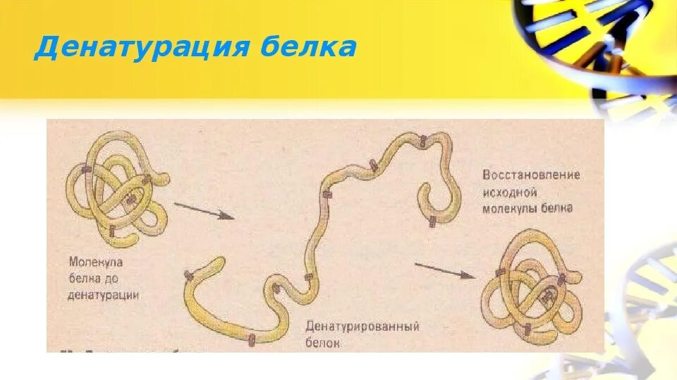 Процессы денатурации белков. Денатурация белка. Процесс денатурации белка. Денатурация белка примеры. Денатурация белков вещества.